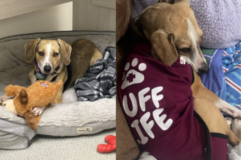 Happy Tears as Beagle Reunites with Former Foster & Can't Stop Howling with Joy
