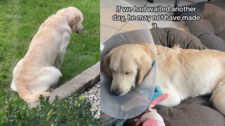 Vet's Missed Diagnosis Nearly Cost This Golden Retriever His Life —but a 2nd Opinion Saves the Day