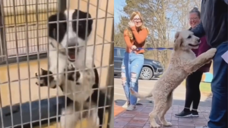 Shelter Dog's Joy Captured as Forever Family Takes Him Home