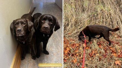 The Remarkable Role of Detection Dogs in Saving the Environment One Sniff at a Time 