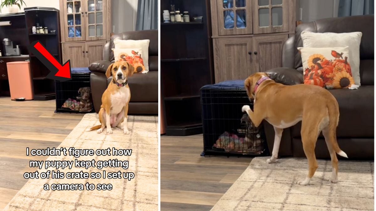 Dog s Sneaky Crate Escape Caught on Camera Goes Viral Rocky Kanaka