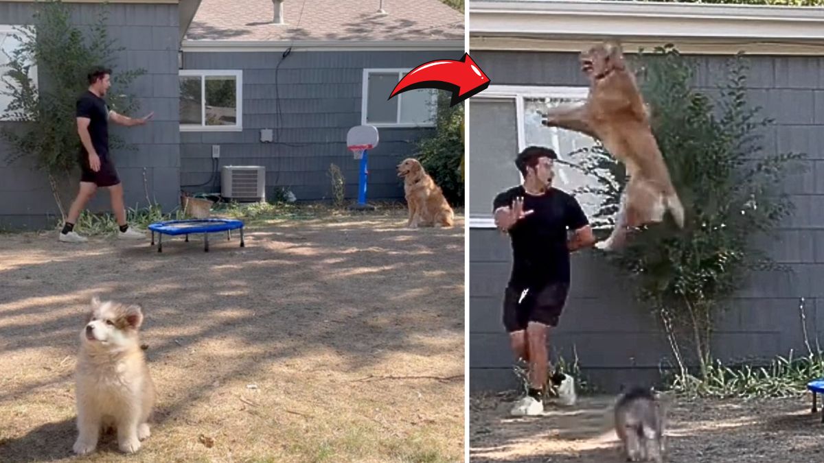 Golden Retriever's Trampoline Stunt Sends Owner Crashing—TikTok