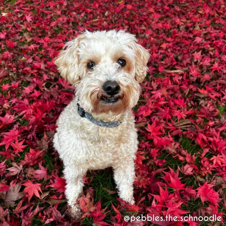 Poodle Mixes