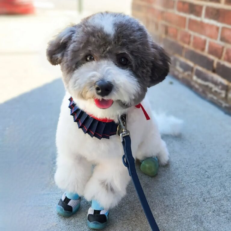 Poodle Mixes