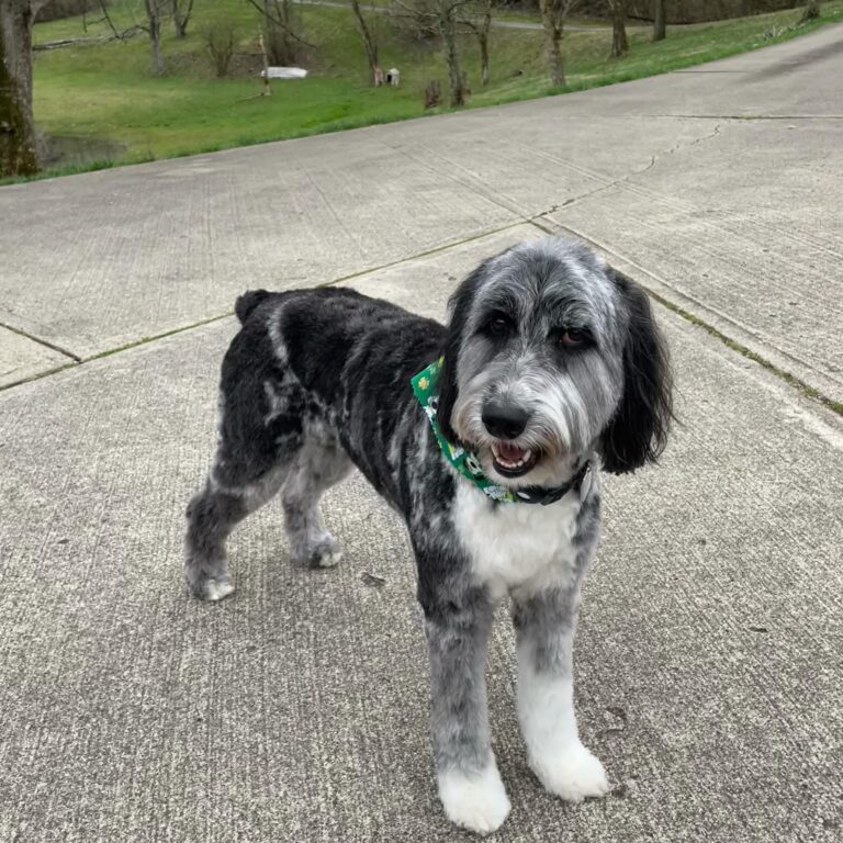 Poodle Mixes