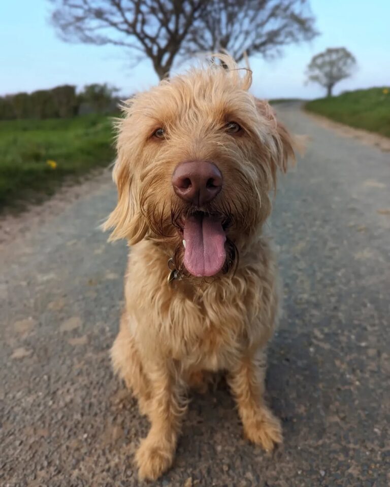 Poodle Mixes