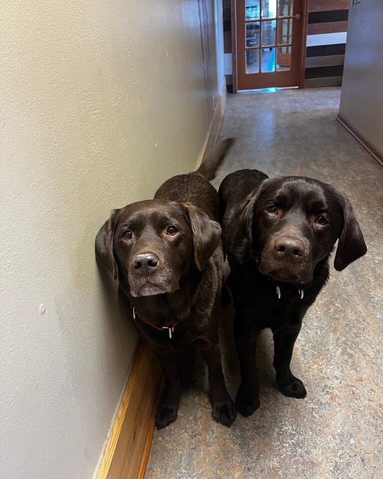 Detection Dogs