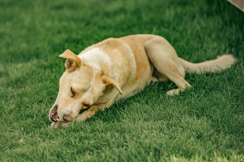 Vet's Missed Diagnosis Nearly Cost This Golden Retriever His Life —but a 2nd Opinion Saves the Day