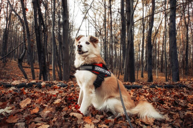 Allergen Detection Service Dogs 