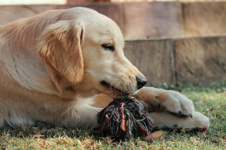 Vet's Missed Diagnosis Nearly Cost This Golden Retriever His Life —but a 2nd Opinion Saves the Day