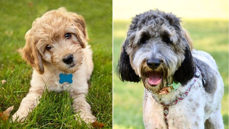 Can’t Decide on a Doodle? The 14 Most Popular Poodle Mixes, Ranked!