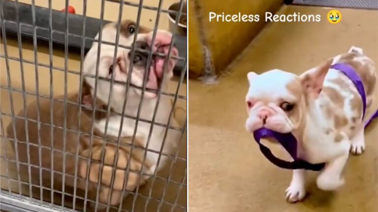 Watch the Heartwarming Reaction of This Shelter Dog Realizing He’s Finally Going Home