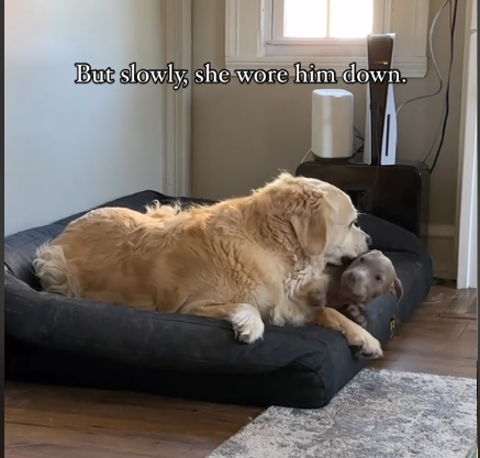 Happy Tears As Abused & Severely Undersocialized Golden Retriever Forms Unbreakable Bond With Puppy