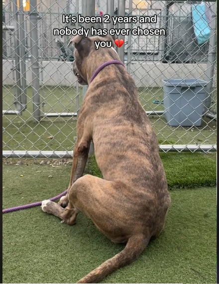 The Dog No One Notices: Why This Shy Pup Only Has 4 Weeks Left to Find the Love he Deserves.