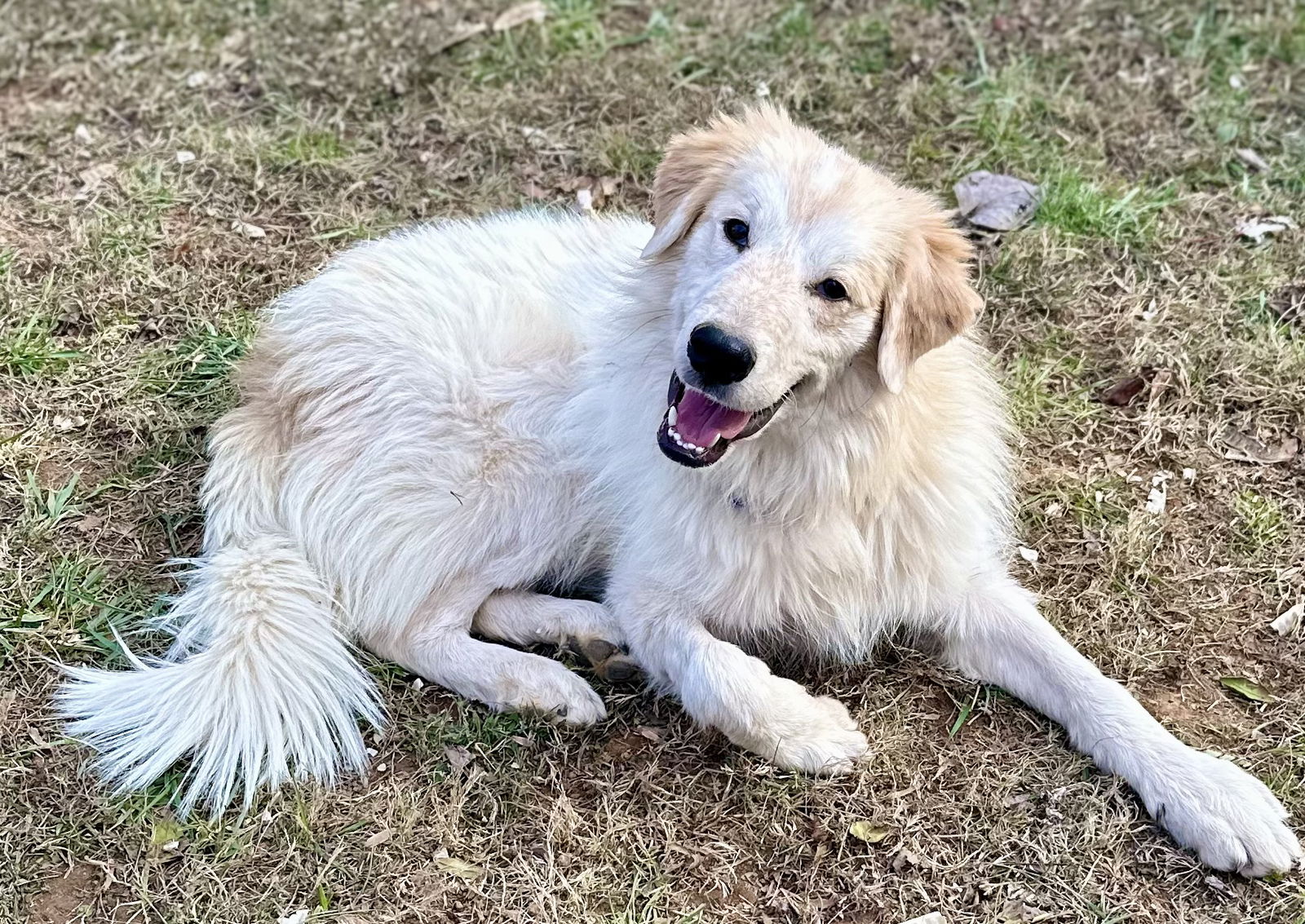 Simon - MEET ME @ PETCO 2/1/25!