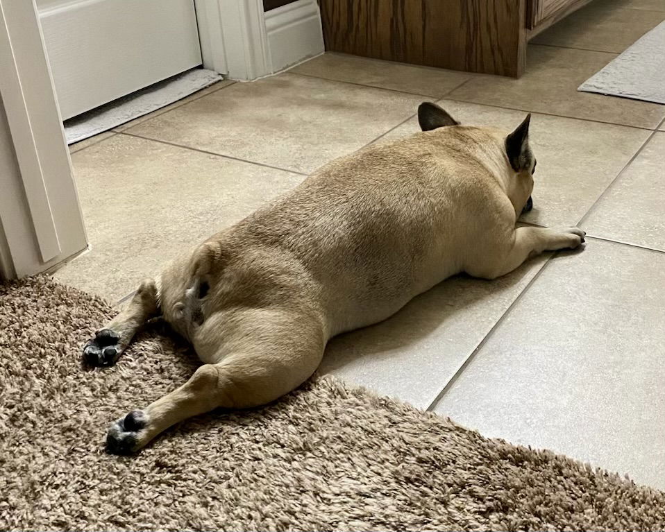 Bennie (adopts with Rockie)
