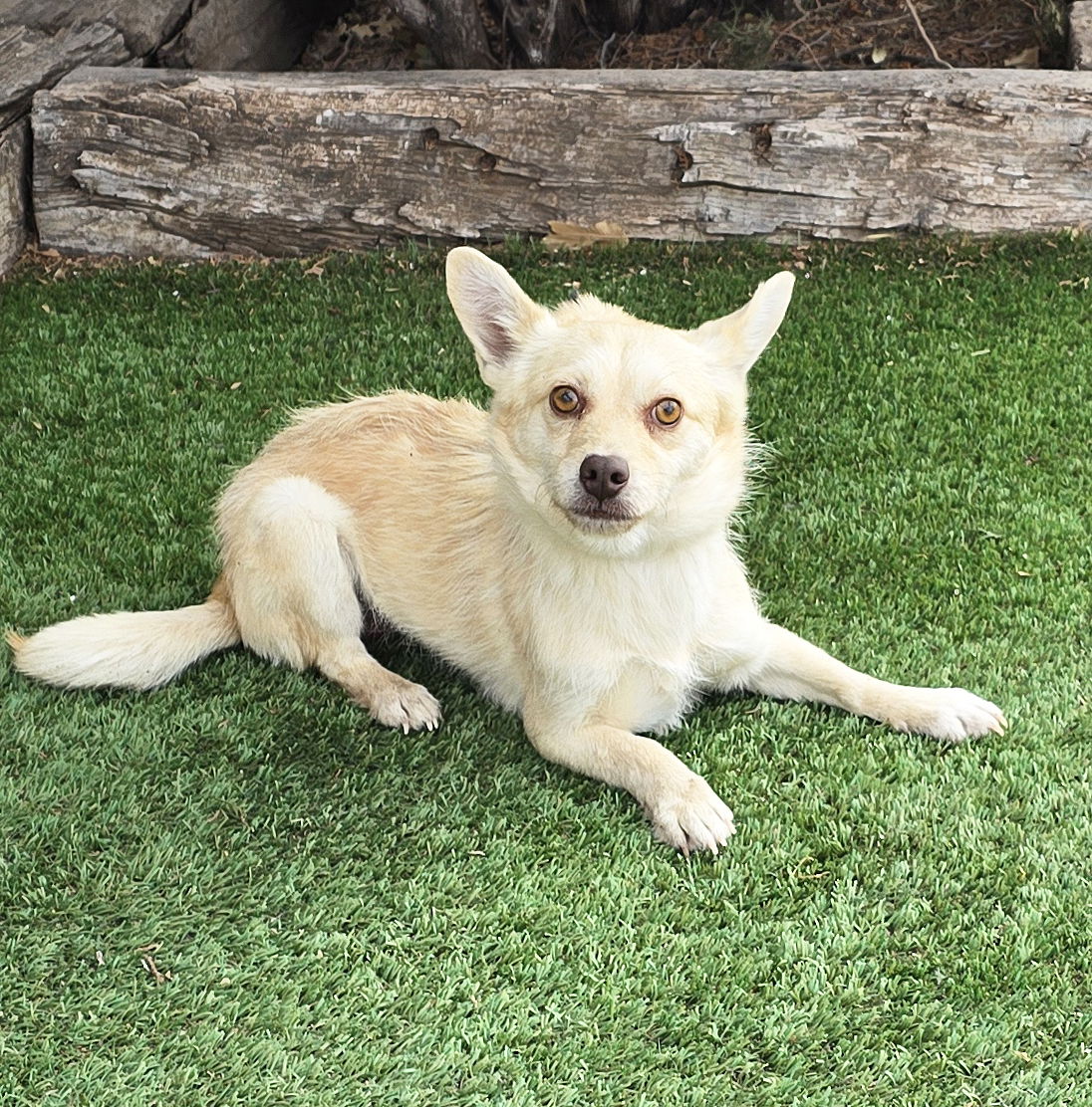 Meet Cheeky Lil Chong: A Charming Chorkie Ready For Adoption! - Rocky 