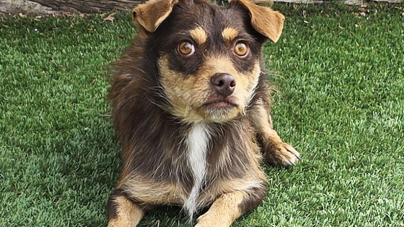 Cheerful Lil Cheech ~ Chill Chorkie !