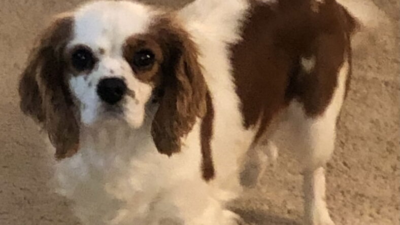 Jenny