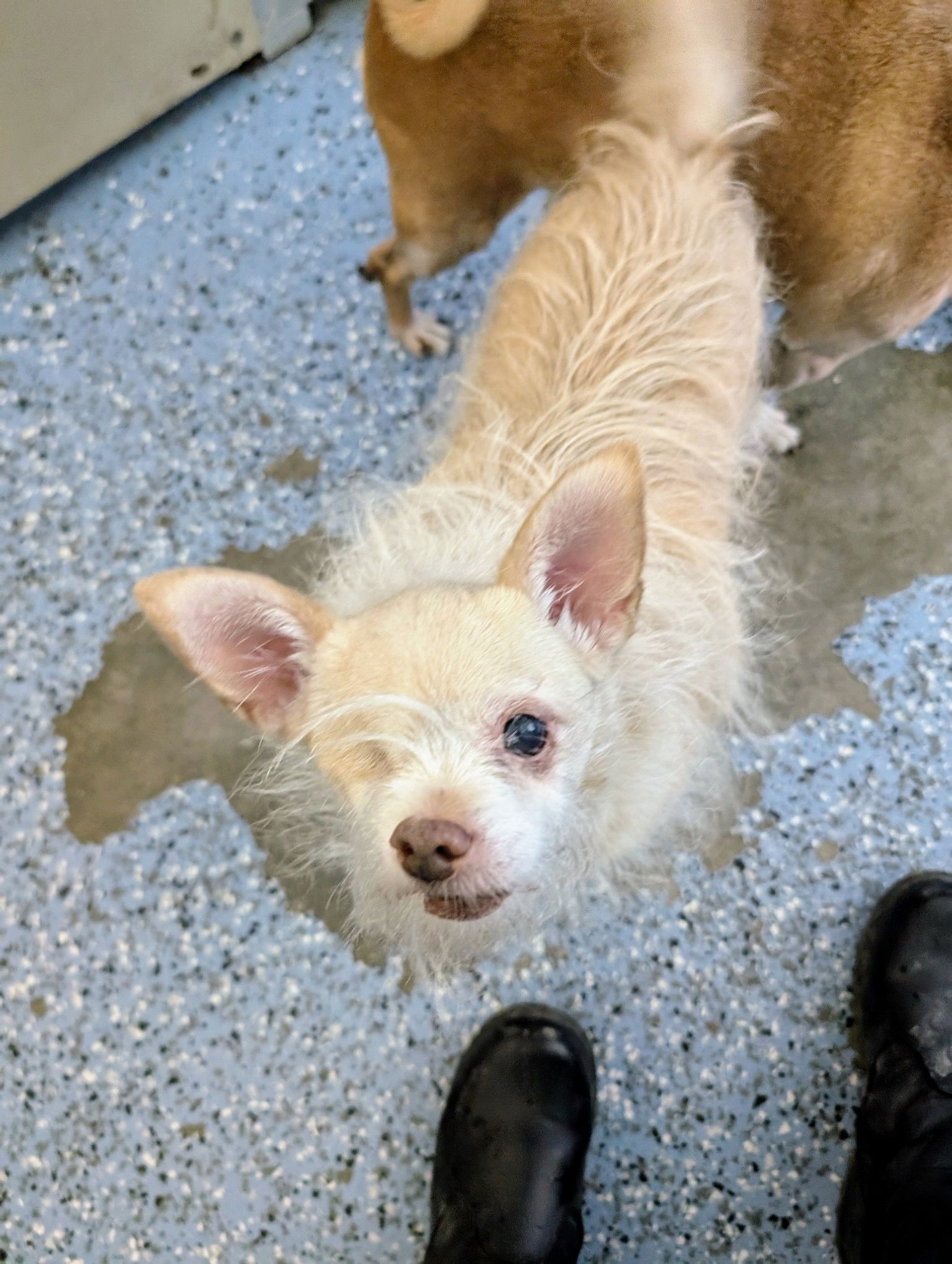 Paco