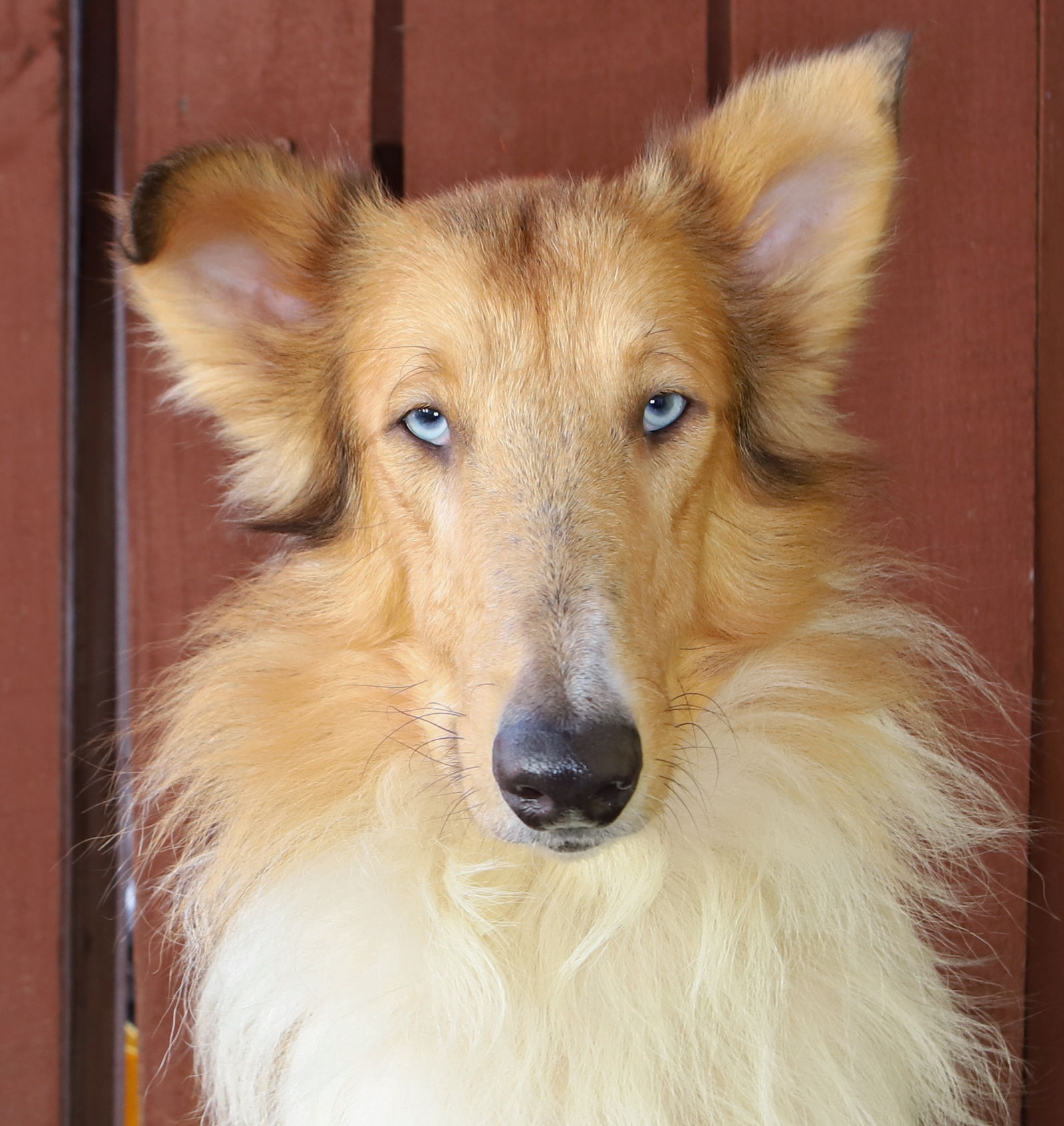 Sparky