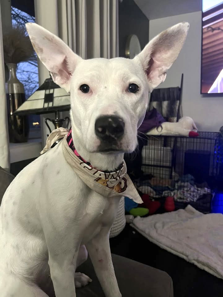 Cannoli