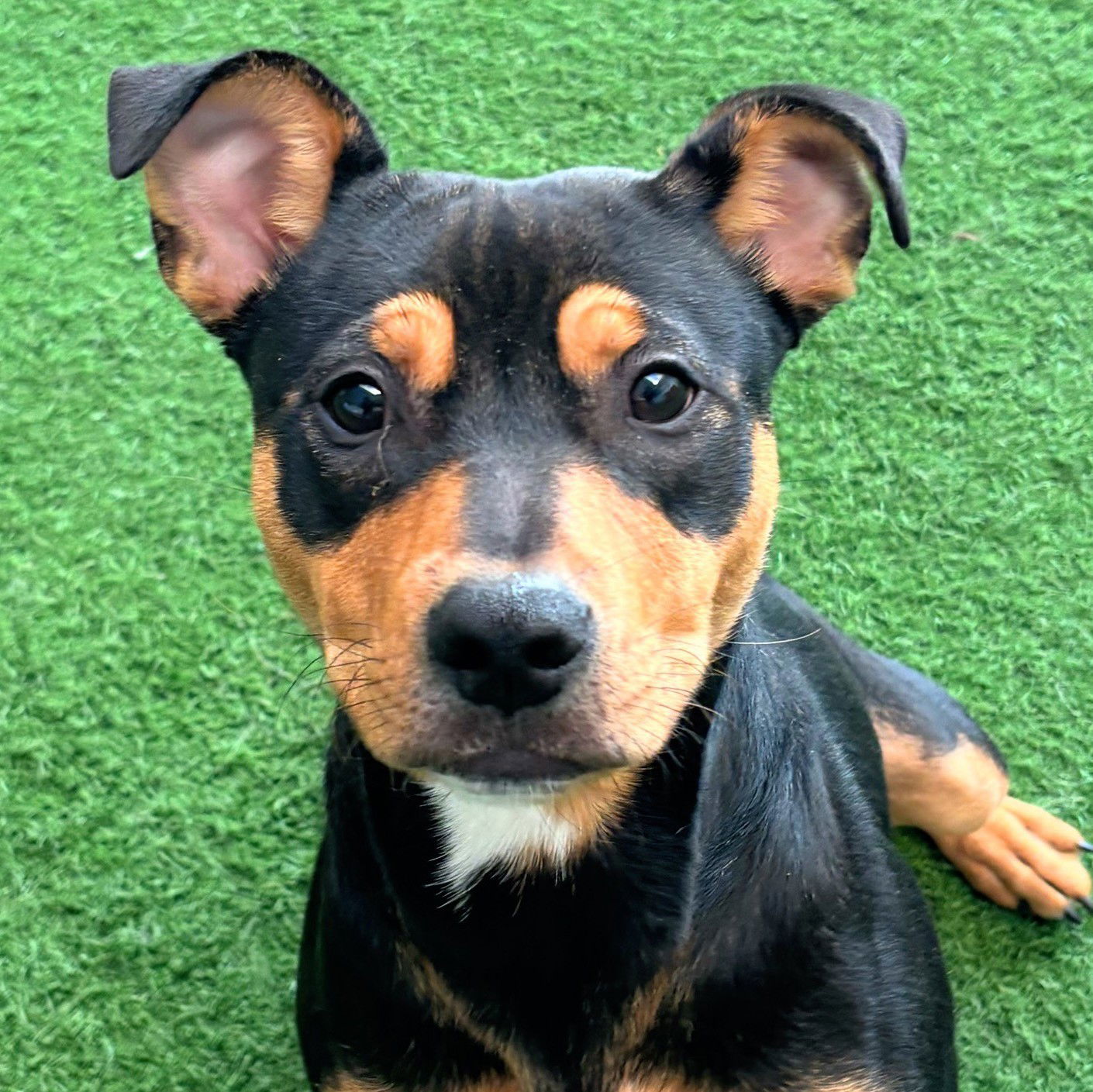 Rocket (Puppy)