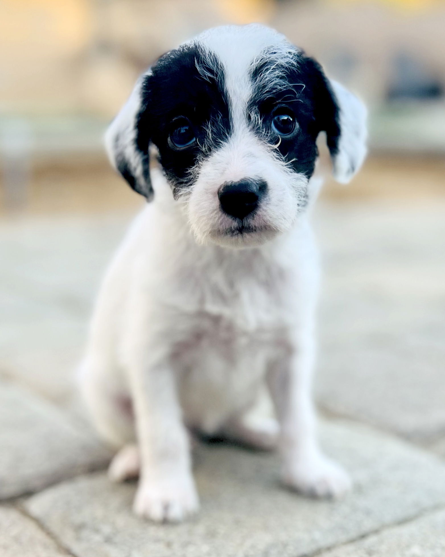 Ellie