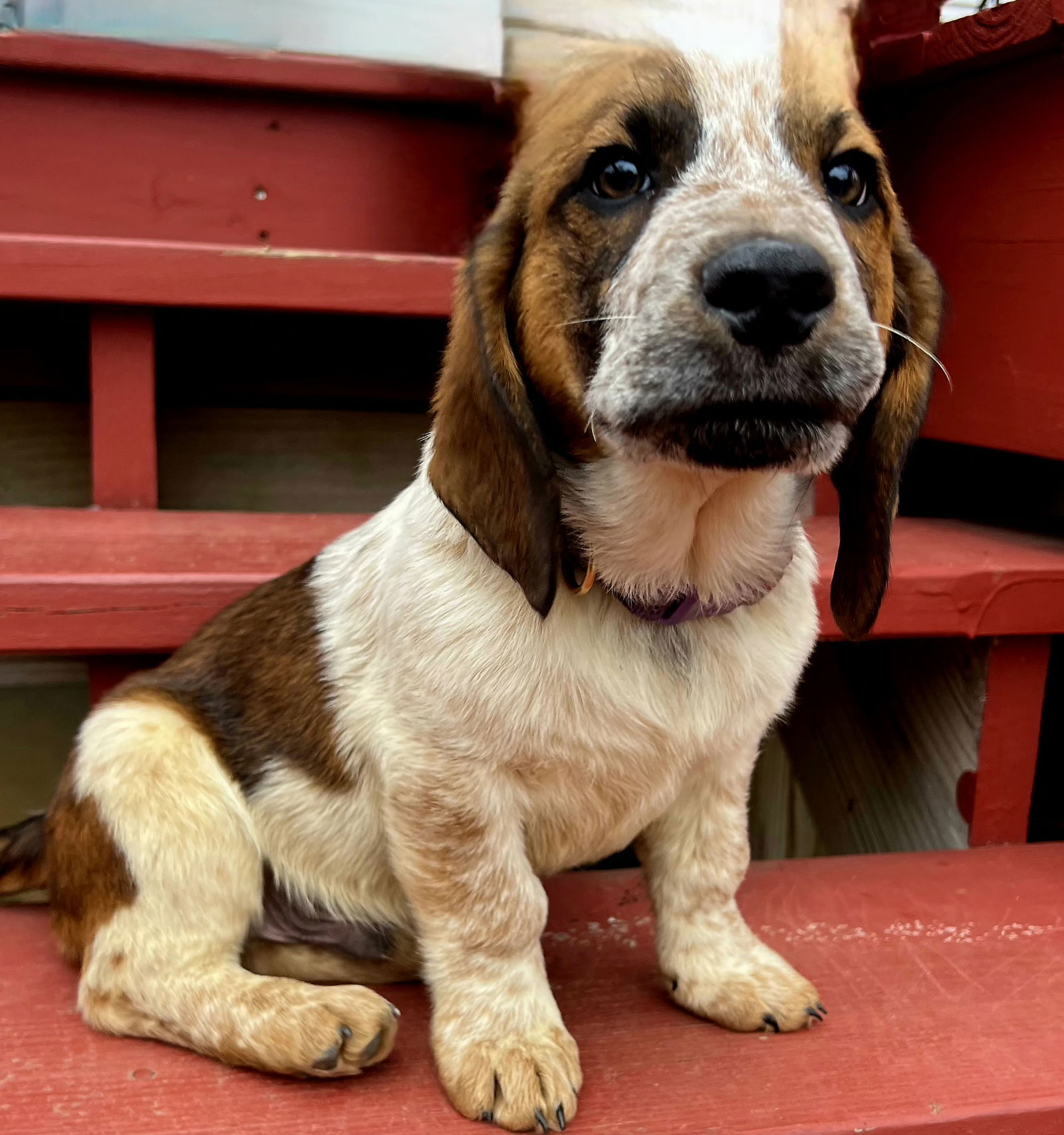 PUPPY HARRISON