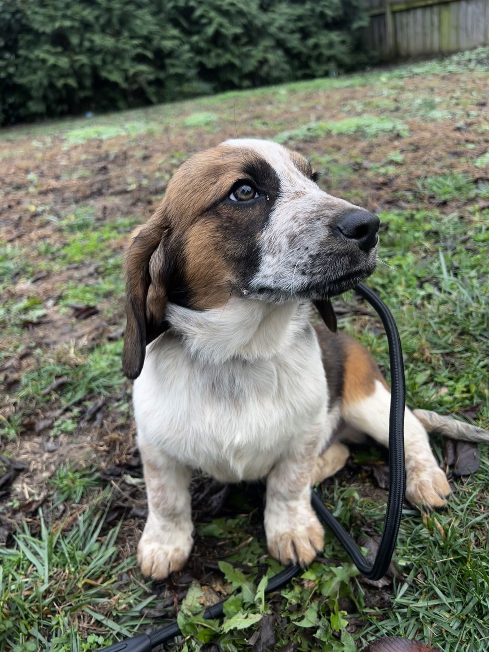PUPPY HARRISON