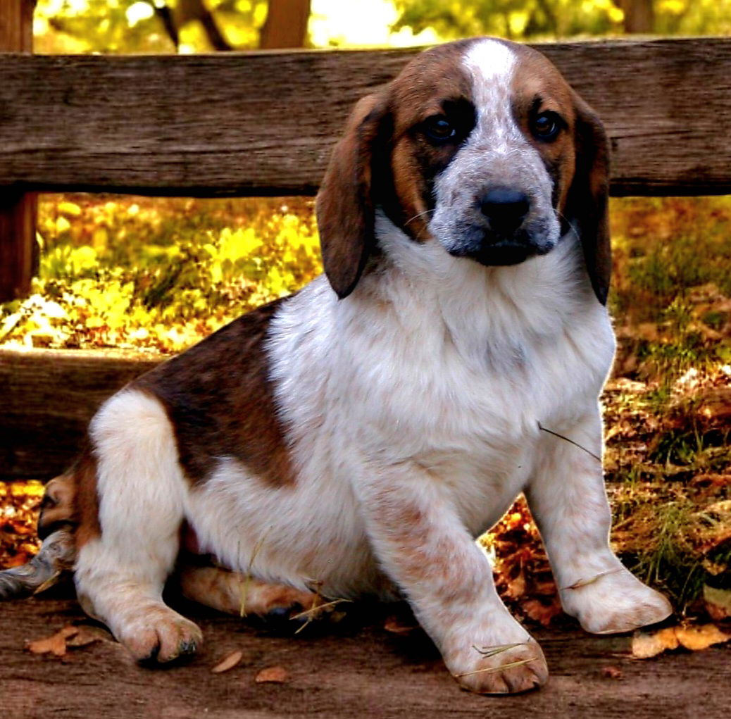 PUPPY HARRISON