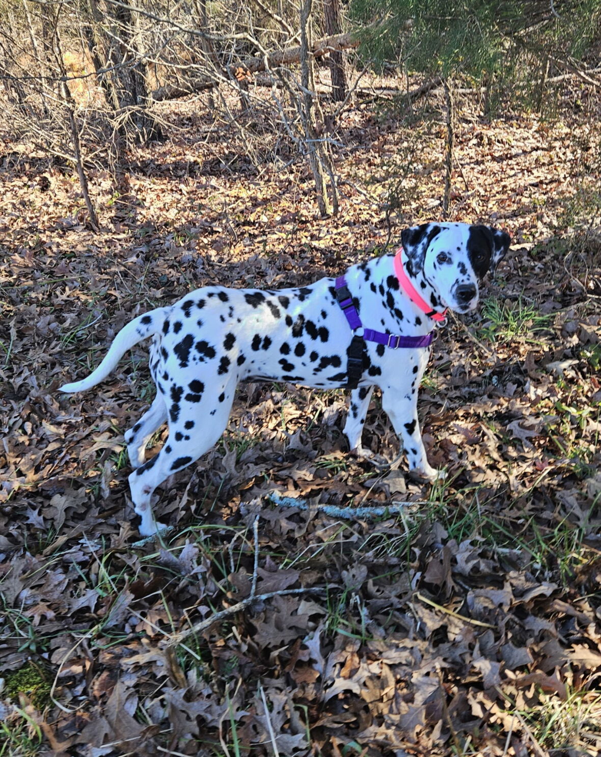 Holly Berry A Beautiful Dalmatian Is Up For Adoption Rocky Kanaka holly-berry-a-beautiful-dalmatian-is-up-for-adoption-rocky-kanaka