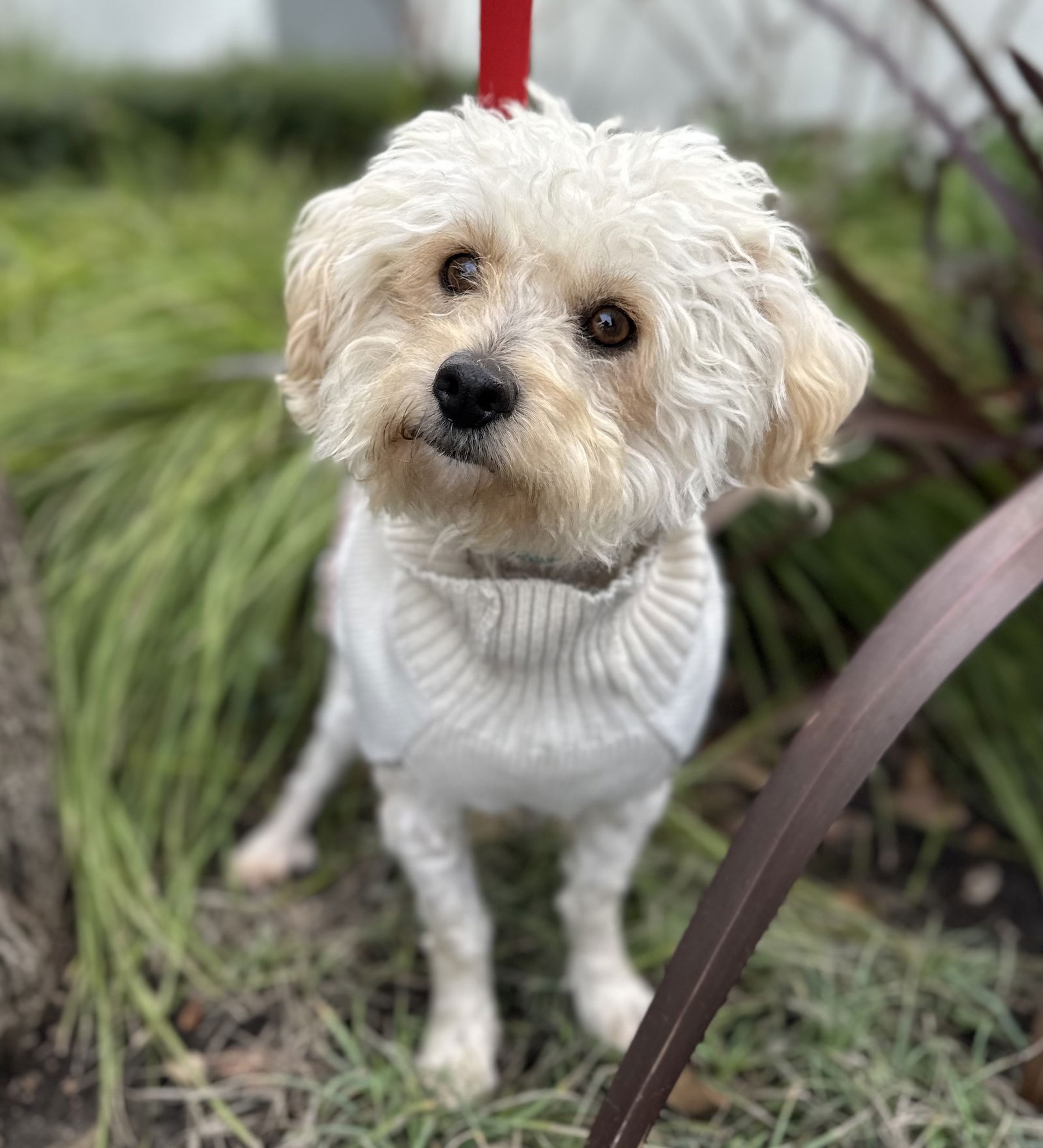 Lambchop