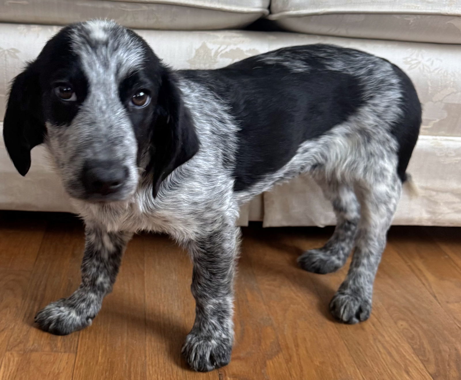 PUPPY STELLA MCCARTNEY