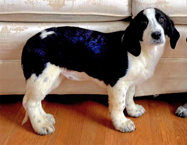 PUPPY LINDA RONSTADT
