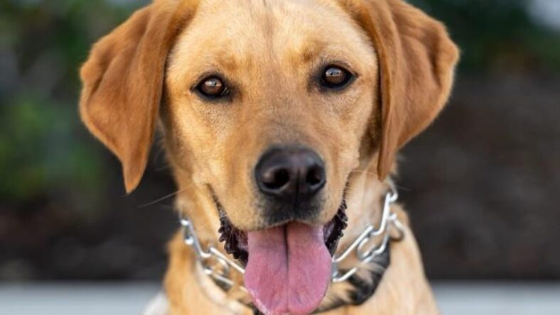 Arlo