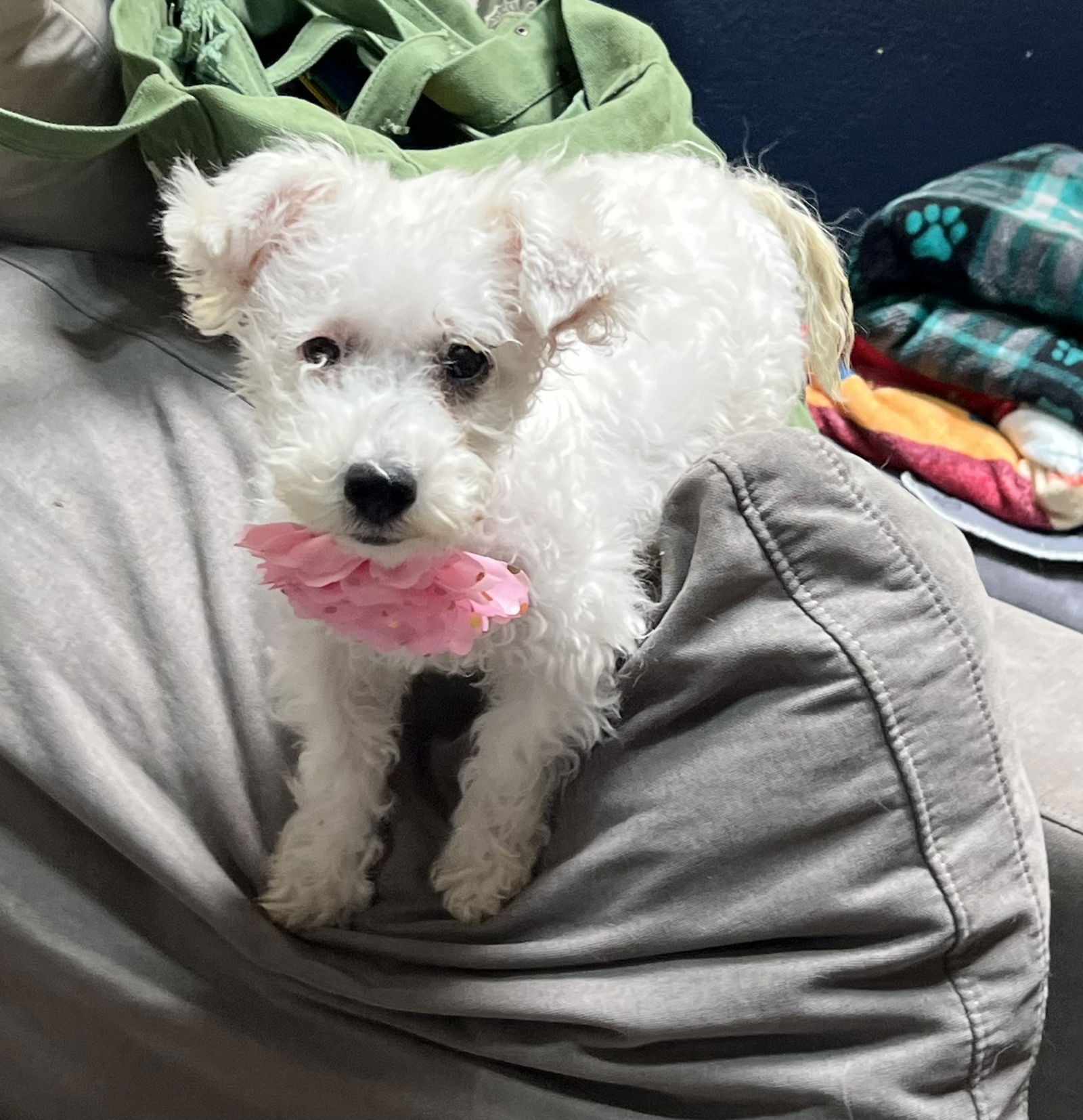 Tootsie