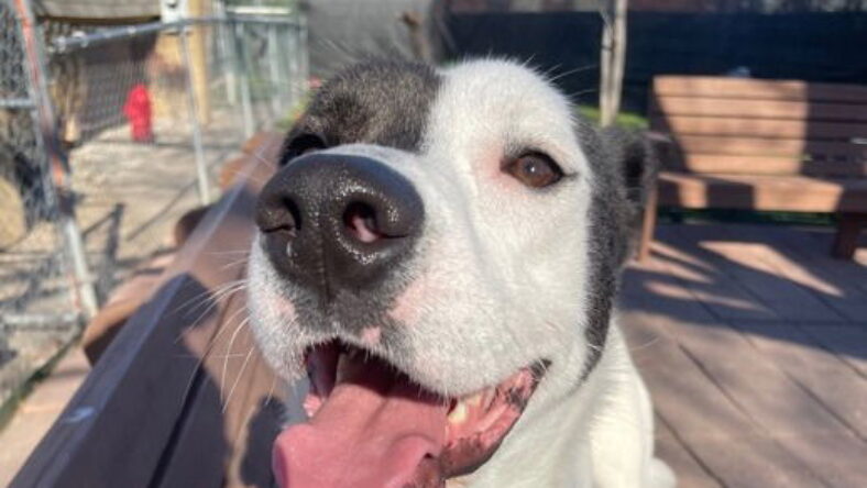 Adopt Sadie: The Happiest Tail in Town is Ready to Wag Her Way Into ...