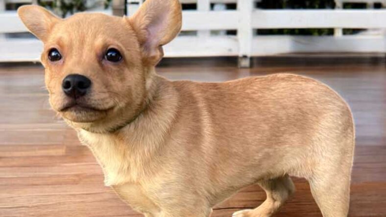 PUPPY CANCUN