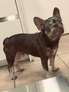 Purebred French Bulldog Boy Koko
