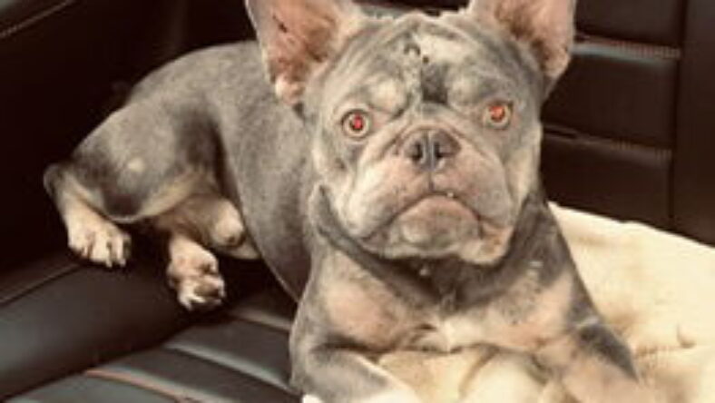 Purebred French Bulldog Boy Koko