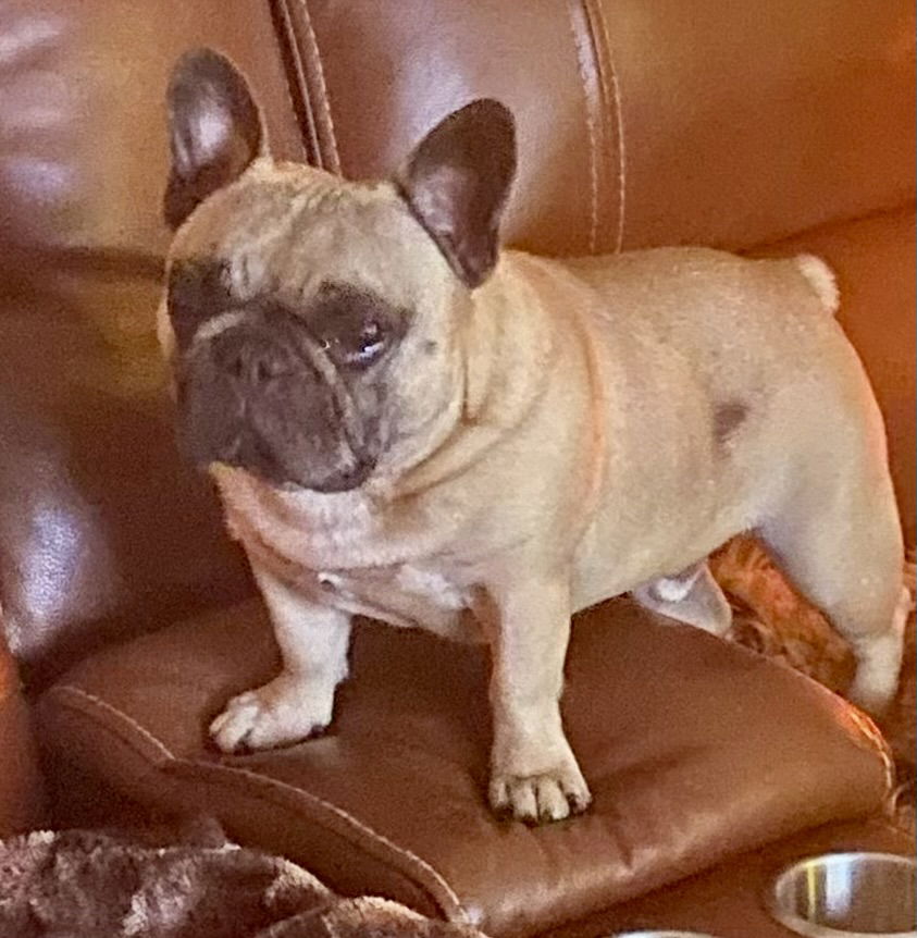 Bennie (adopts with Rockie)
