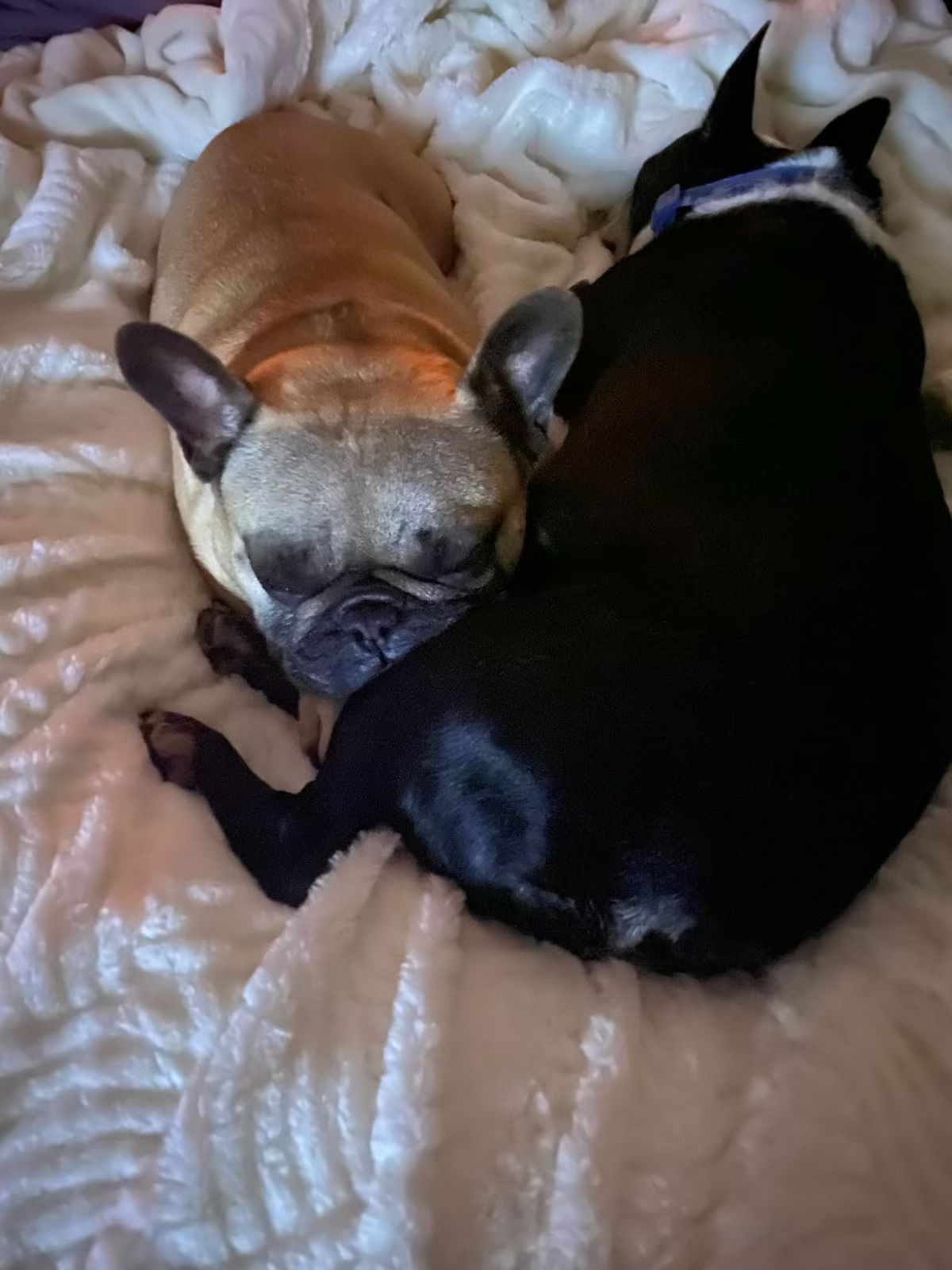 Bennie (adopts with Rockie)