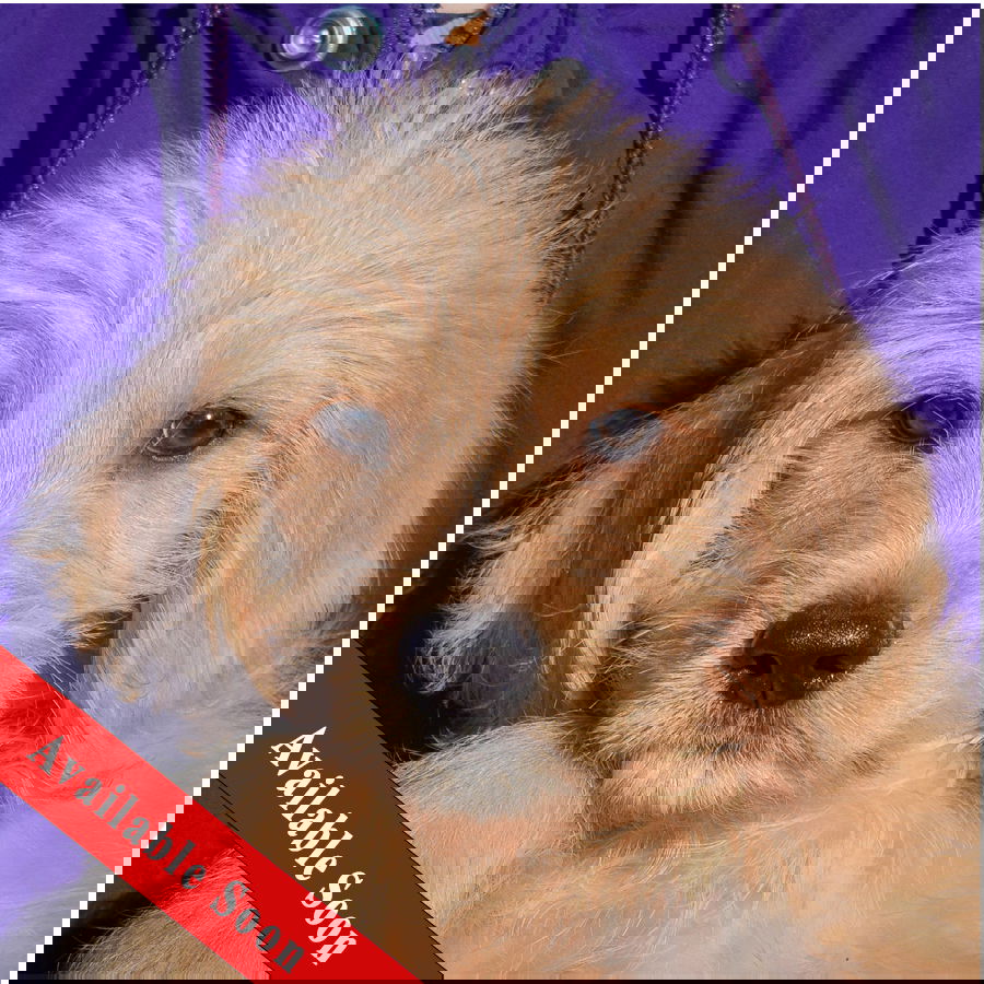 Blaze