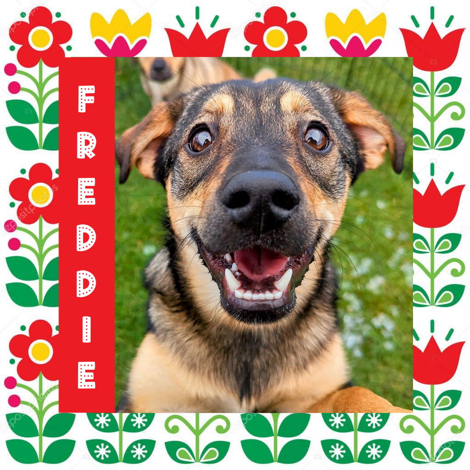 Freddie