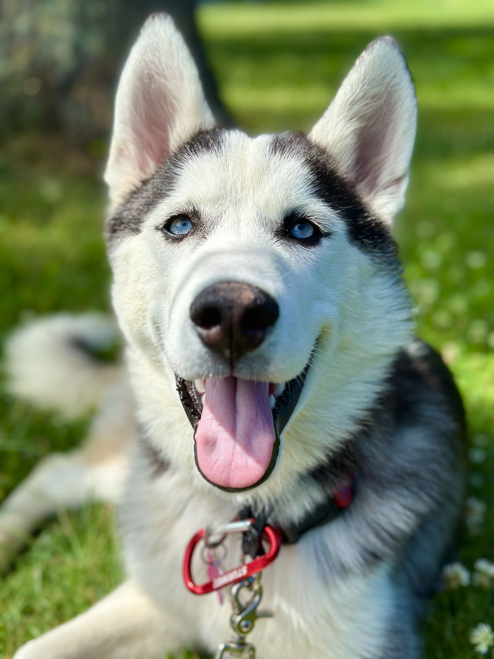 Zuko