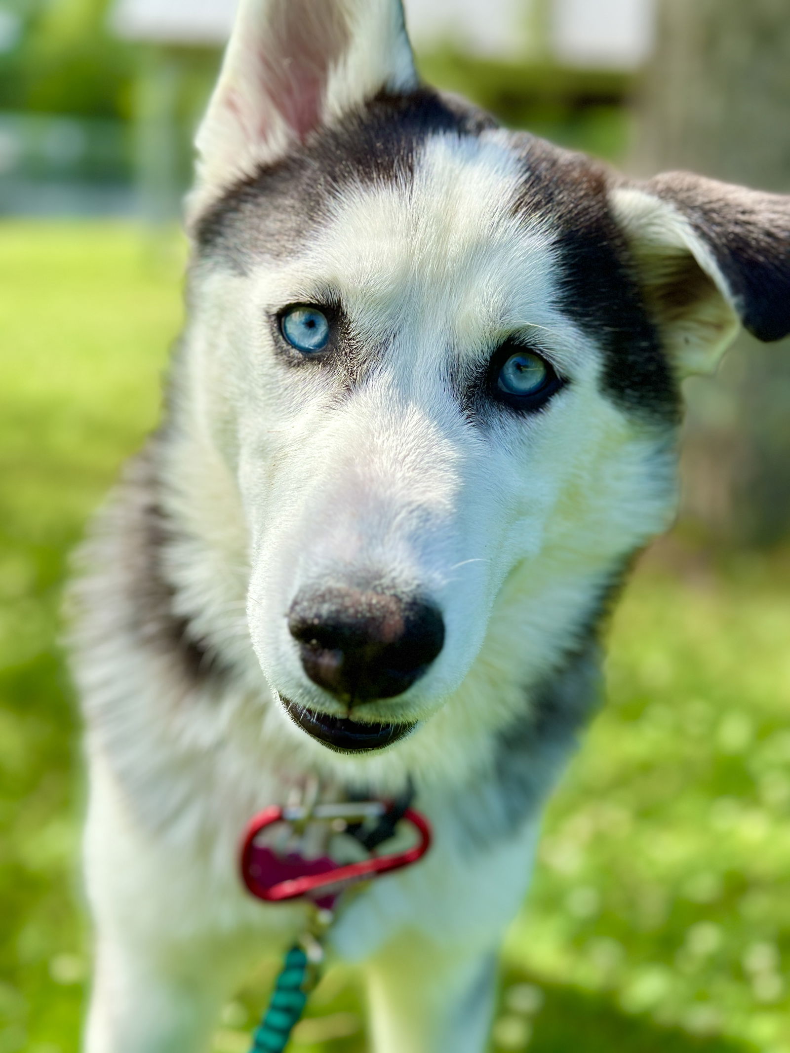 Zuko