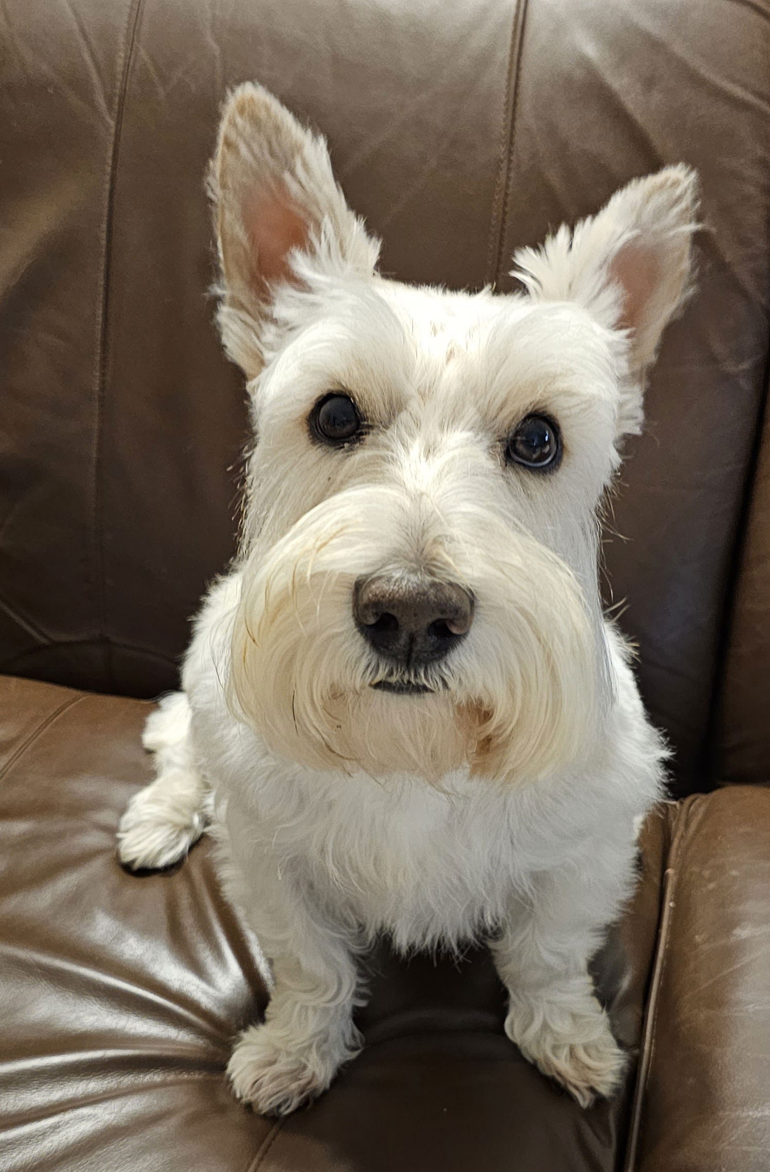 Finley