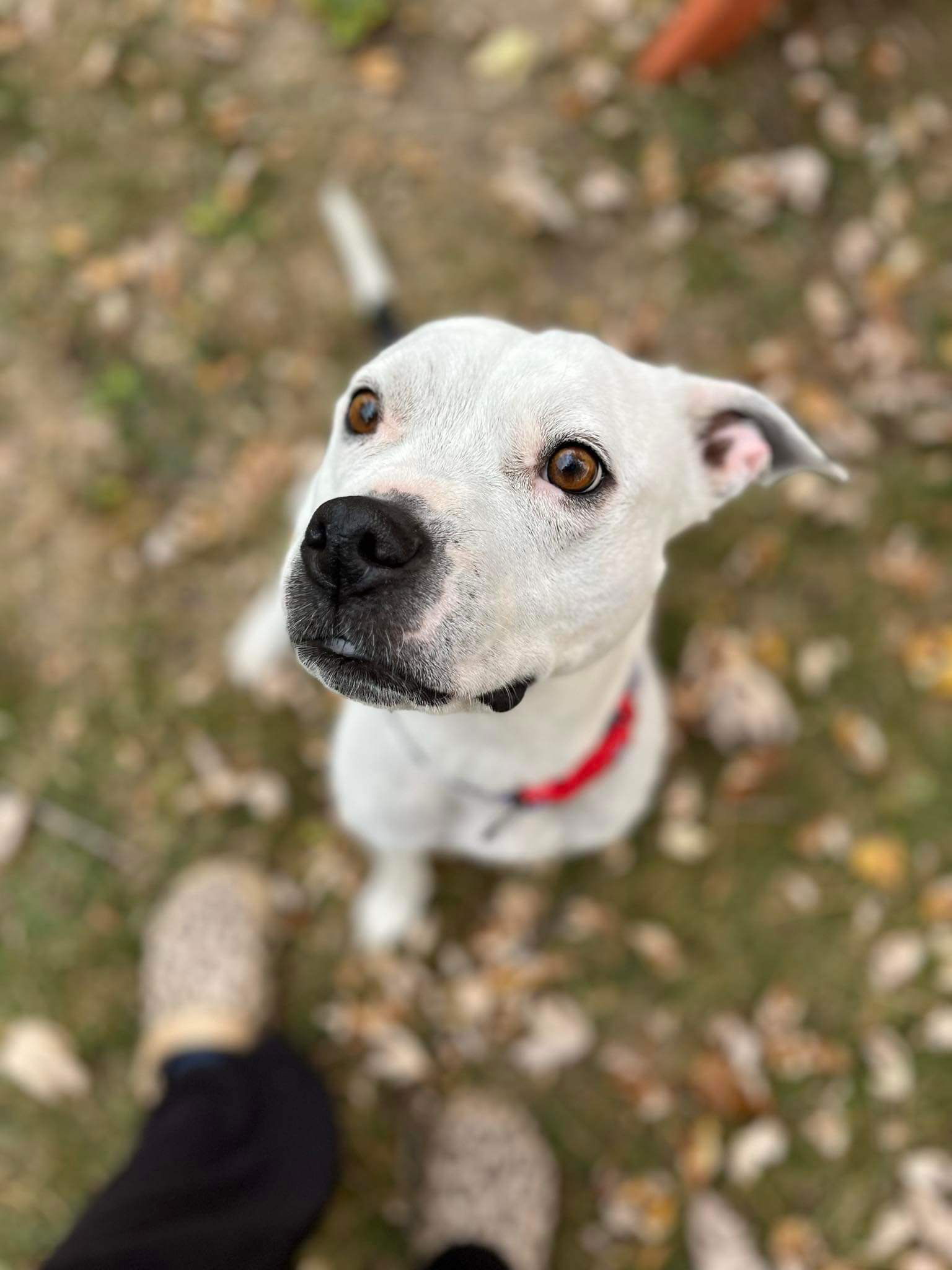 Bailey