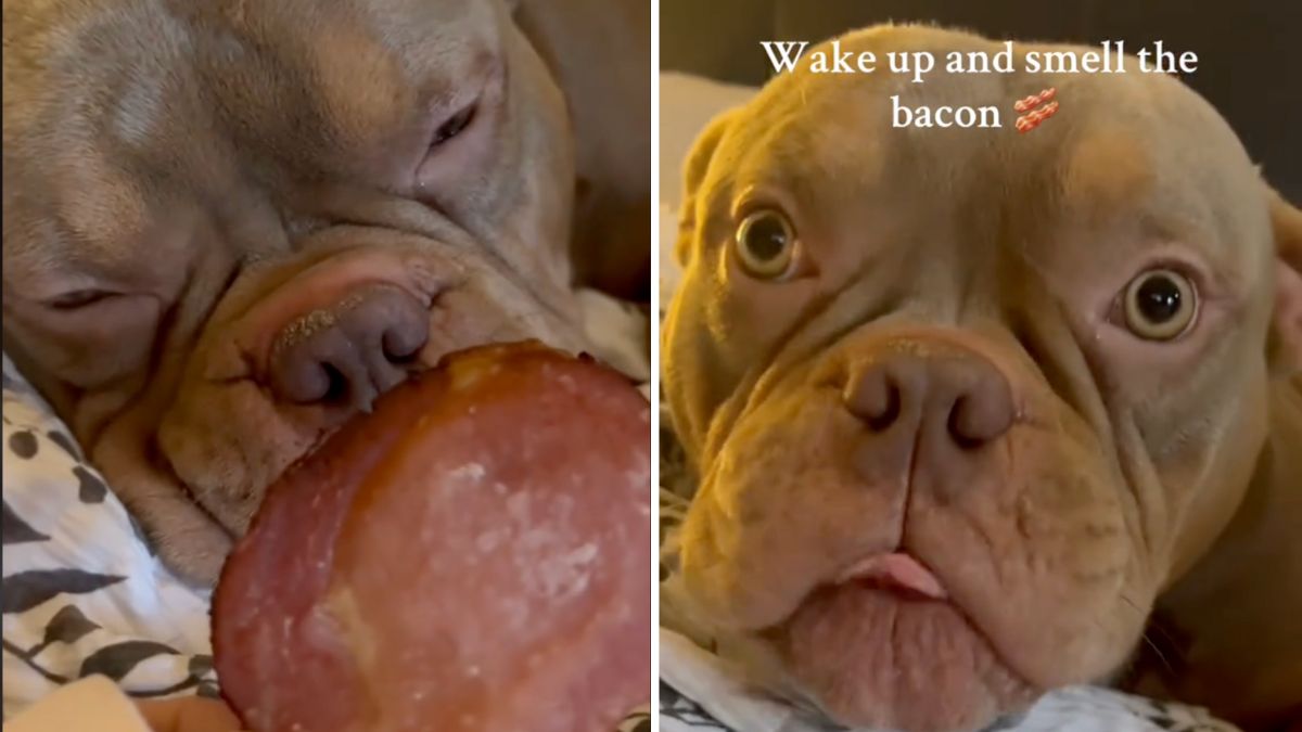 Dog’s Priceless Reaction to the Smell of Bacon While Sleeping Will Make